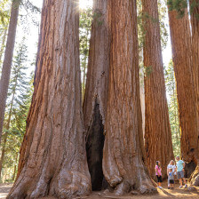 Tall trees at Sequoia National Park in Visalia, California
